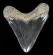 Juvenile Megalodon Tooth - Serrated Blade #61816-1
